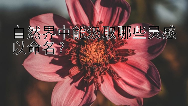 自然界中能汲取哪些灵感以命名？